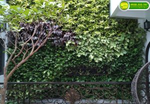 THI CÔNG TƯỜNG CÂY QUẬN 1