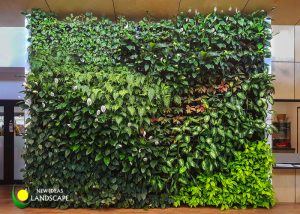 CÁC LOẠI CÂY THÍCH HỢP LÀM TƯỜNG CÂY TRONG NHÀ