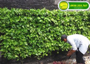 HƯỚNG DẪN CÁCH CHĂM SÓC TƯỜNG CÂY